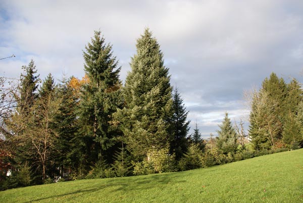 1Baumfaellung_Hoerbranzer_Weihnachtsbaum_fuer_Landhaus_Bregenz_2016-11-17DSC02021.jpg